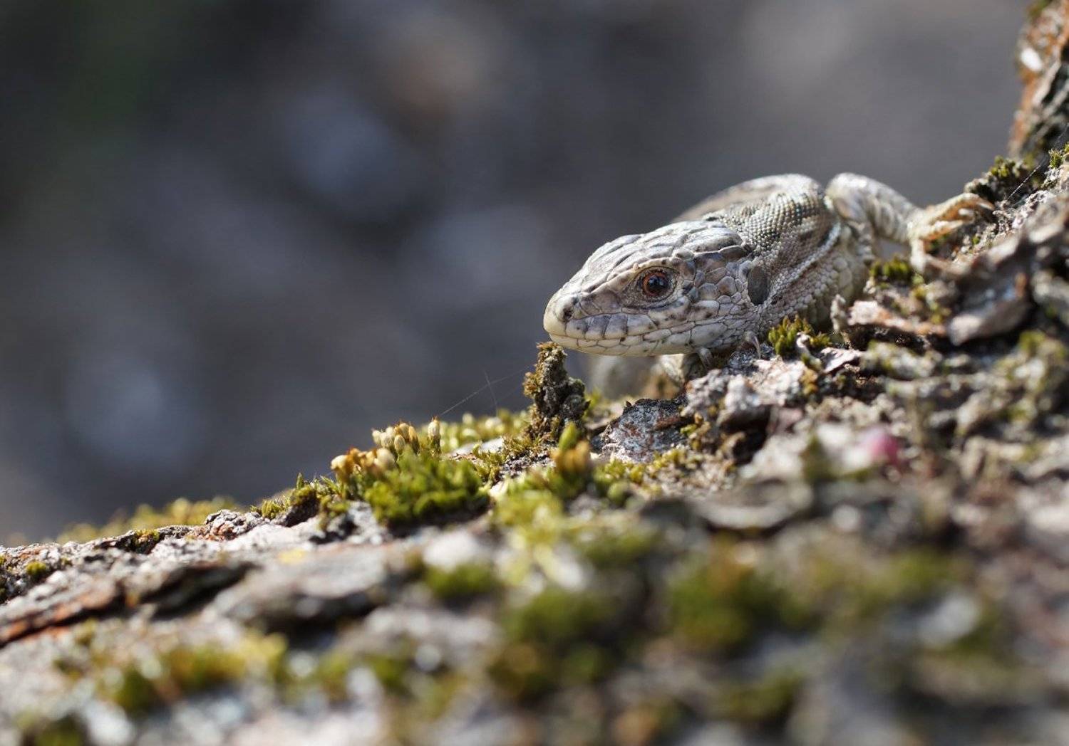 , Чепленко Алексей