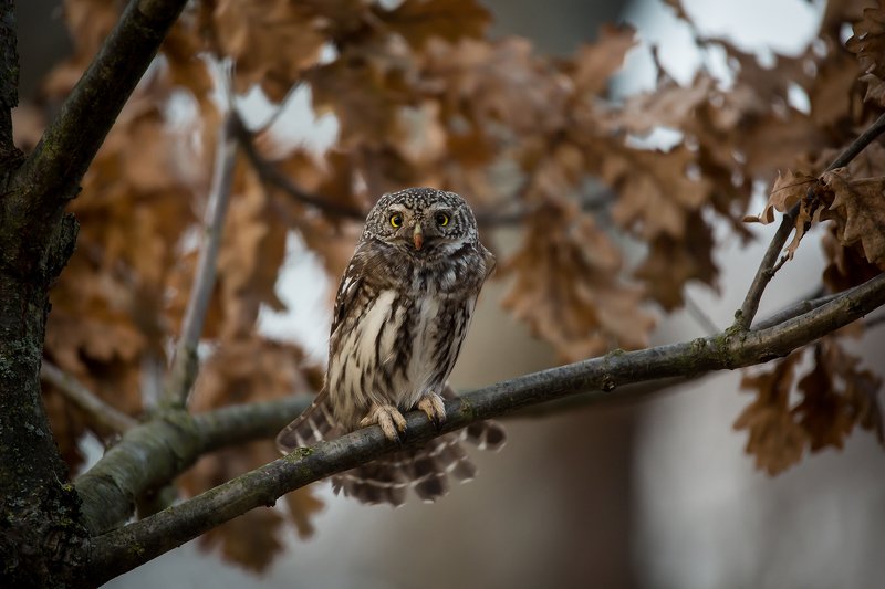 воробьиный сыч ... фото превью