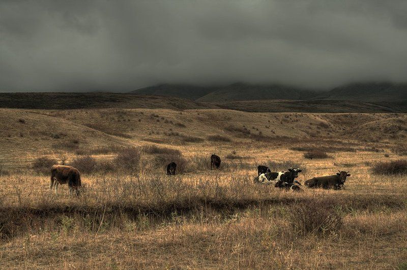 Про коров которые попали в очень неприятные погодные переделки. фото превью