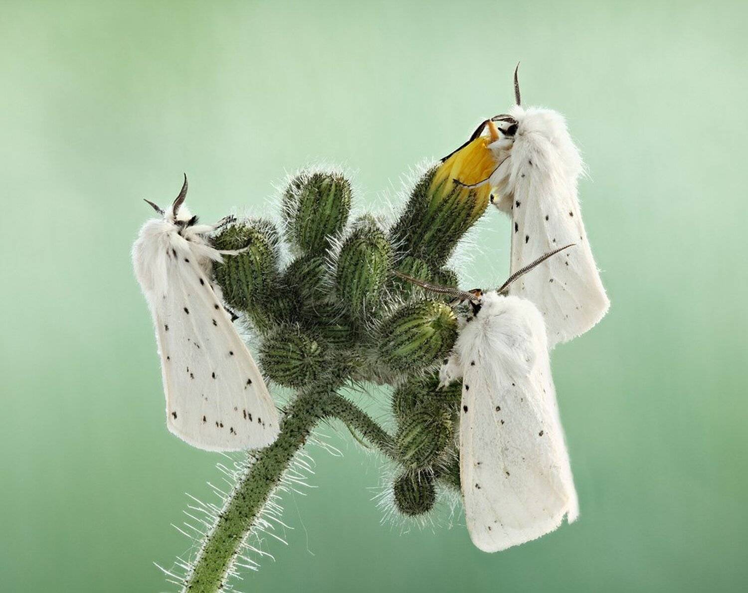 , Сергей Таланов