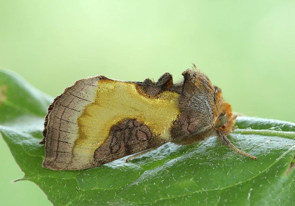 , Сергей Таланов