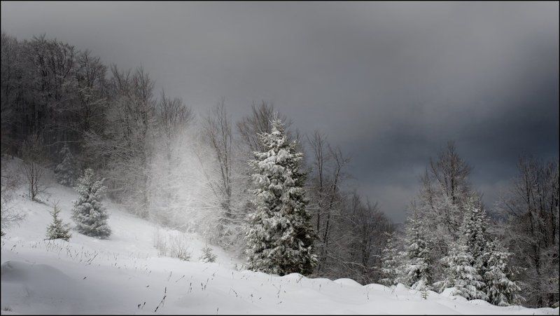 Портрет Иван Иваныча, несущего по сколнам Красии бутафорскую ель фото превью
