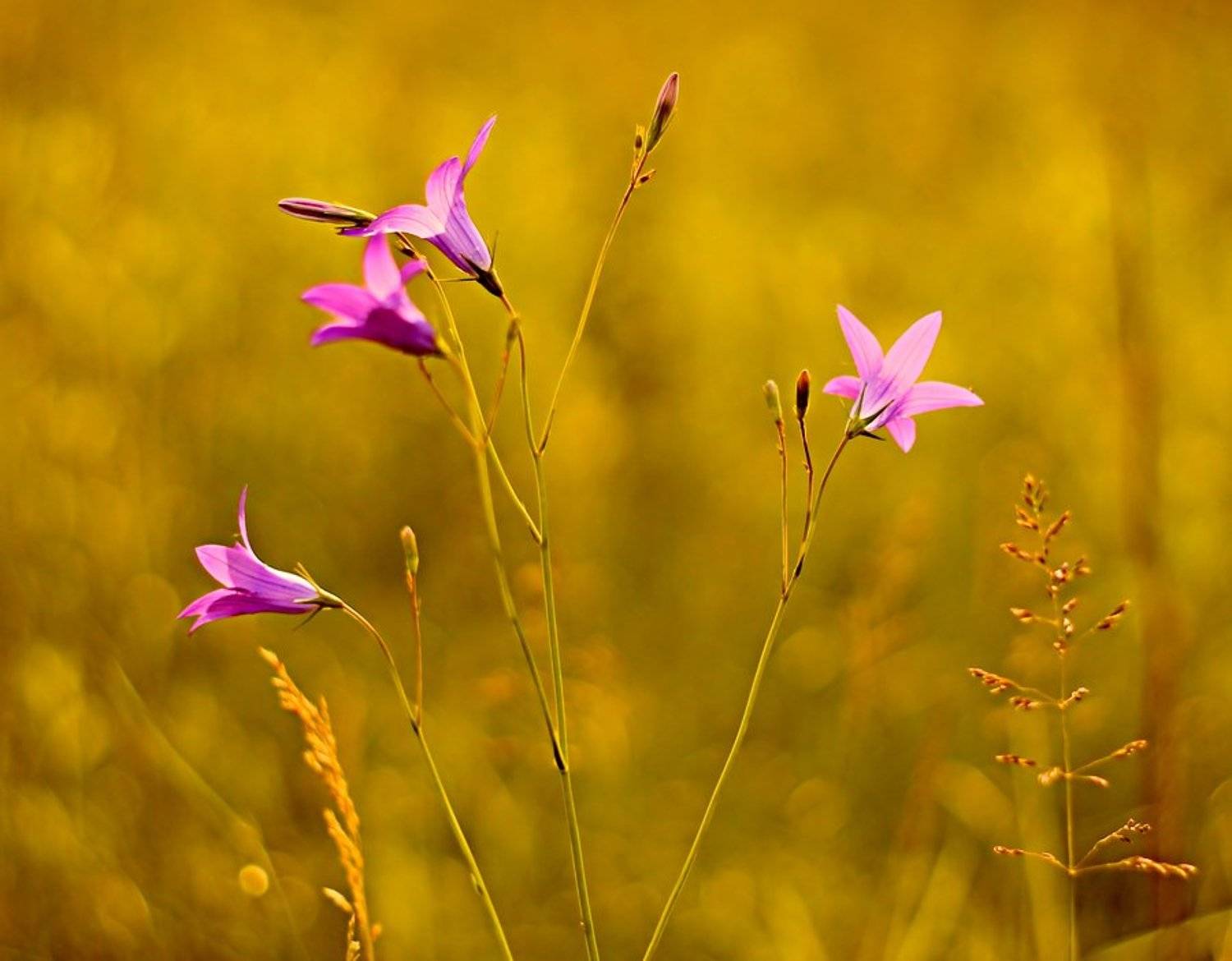 , Grzegorz Przyborowski