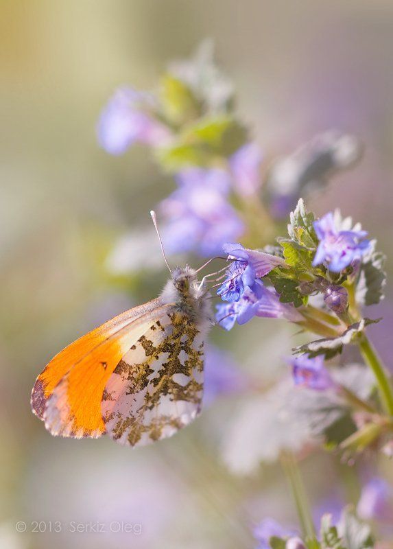 Anthocharis cardamines, Art, Beauty, Butterfly, Macro, Oleg Serkiz, Spring, Олег Cеркиз Spring beauty фото превью