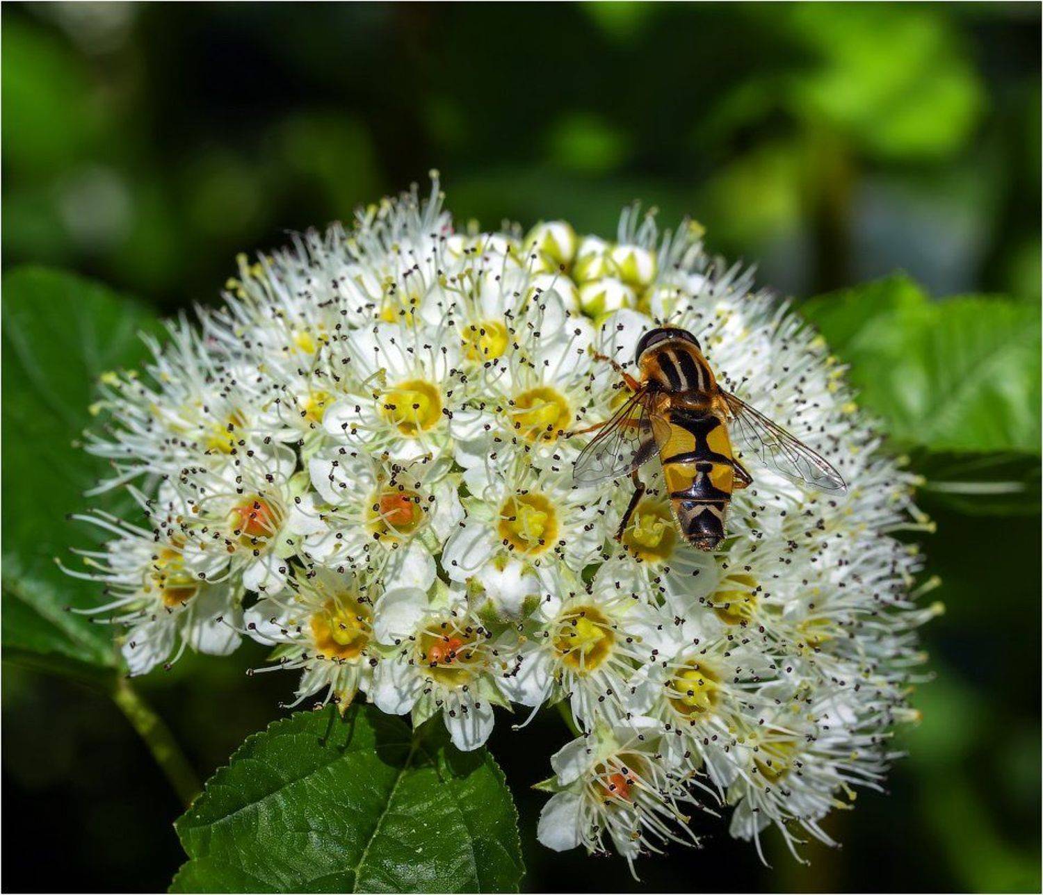 , Uncle_Vova (Владимир Веснин)