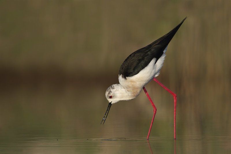 кокилобегач, ходулочник, himantopus, himantopus, black-winged stilt Ходулочник на рассвете фото превью