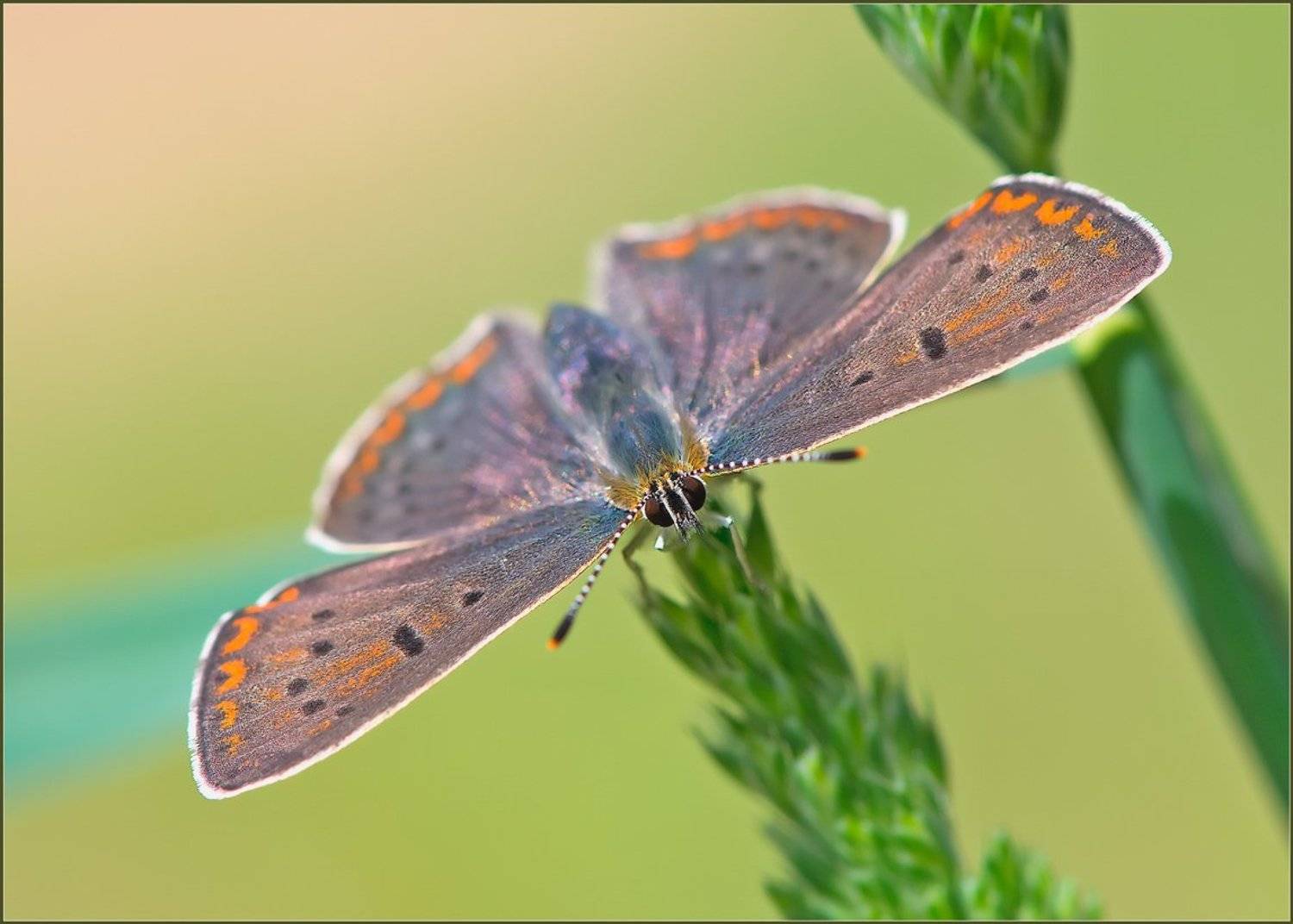 , Евгений Кирилкин.