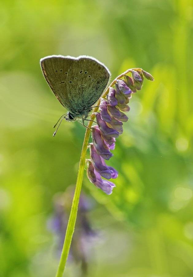 , Чепленко Алексей
