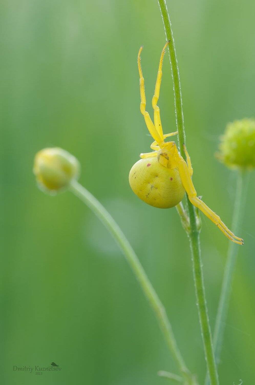 , Кузнецов Дмитрий