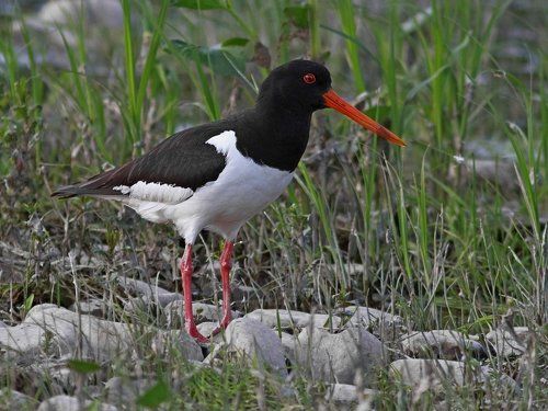 КУЛИК-СОРОКА (Haematopinae ostralegus)