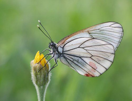 Боярышница Aporia crataegi L