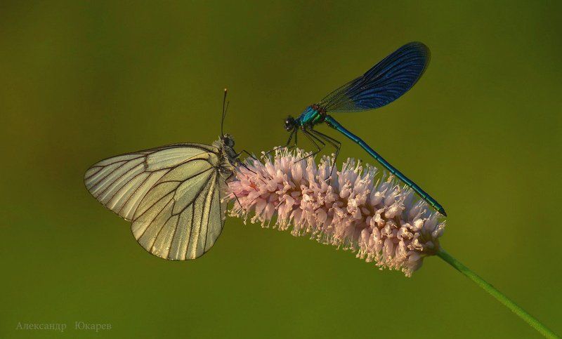 Серафим и Пелагея обсуждают последние сплетни фото превью