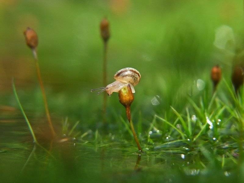 улитка, Вячеслав Мищенко