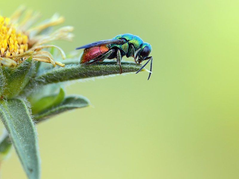 Оса блестянка фото превью
