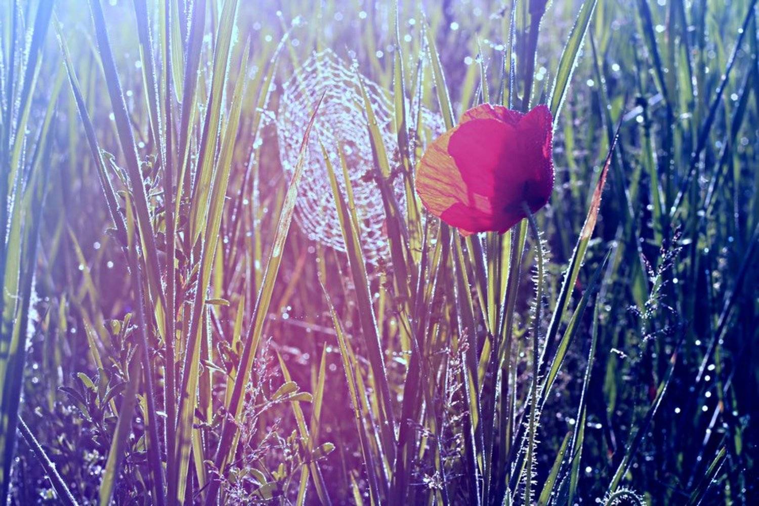 , Grzegorz Przyborowski