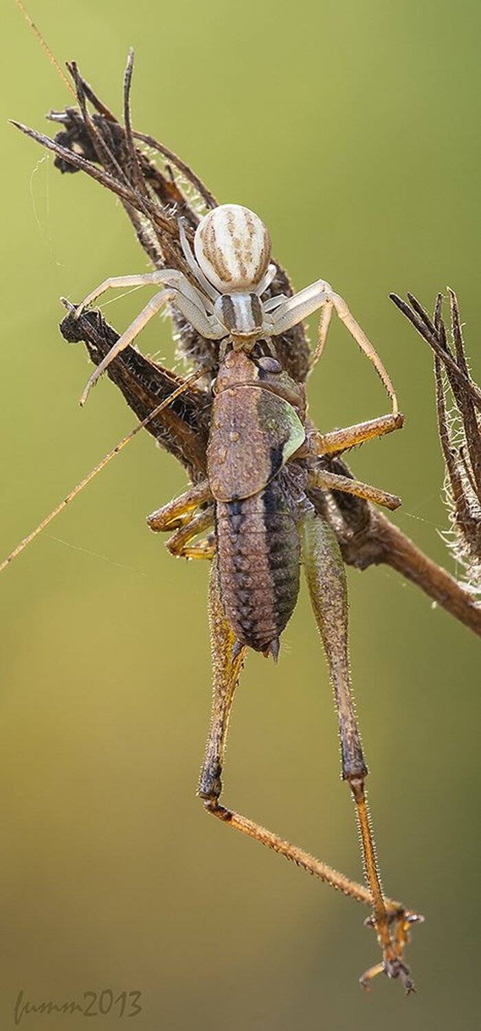 , Игорь ФУММ