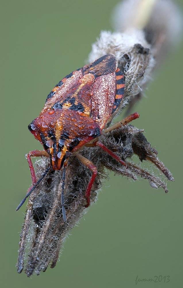 , Игорь ФУММ