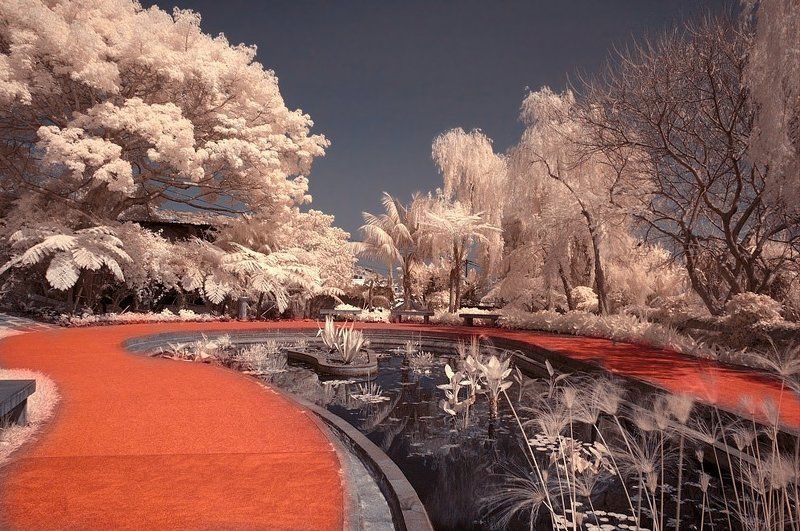 мадейра, ик, madeira Парки Мадейры в цветном инфракрасном фото превью