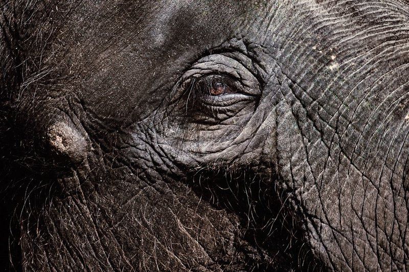 Eye Of Elephant фото превью