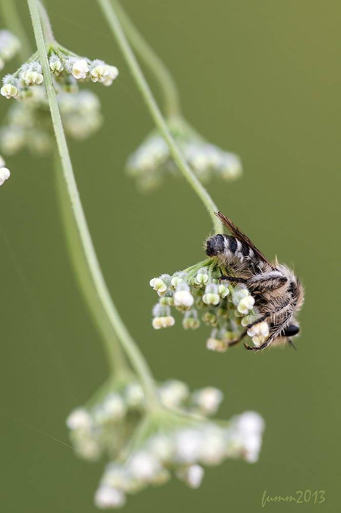 , Игорь ФУММ