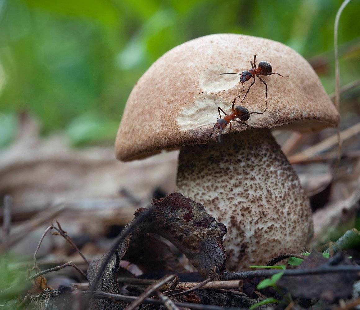 , Андрей Канышев