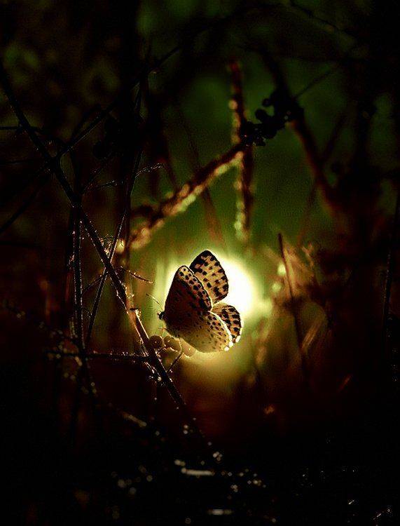 wake,macro,foil,filter,animal,sun, Эмеральд Ваке