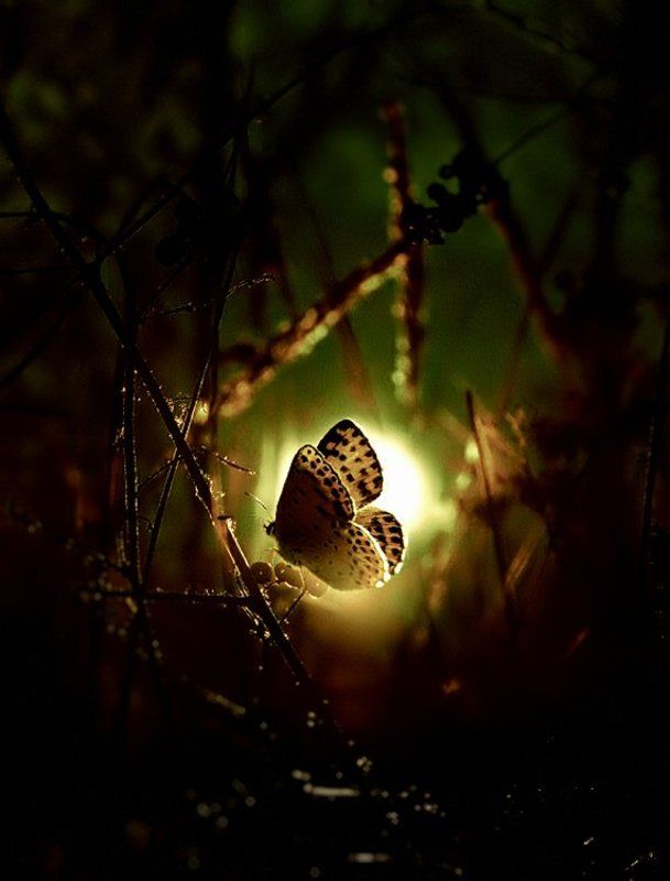 wake,macro,foil,filter,animal,sun Maaginen II фото превью