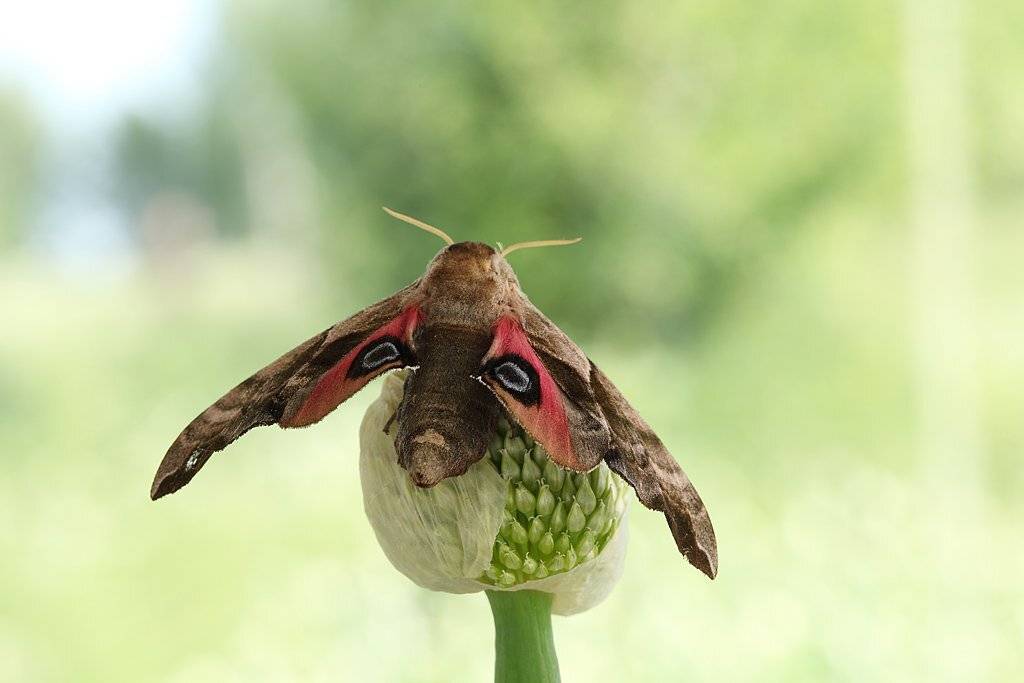 , Сергей Таланов