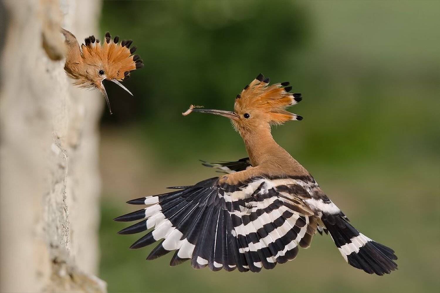 , Сергей Златков