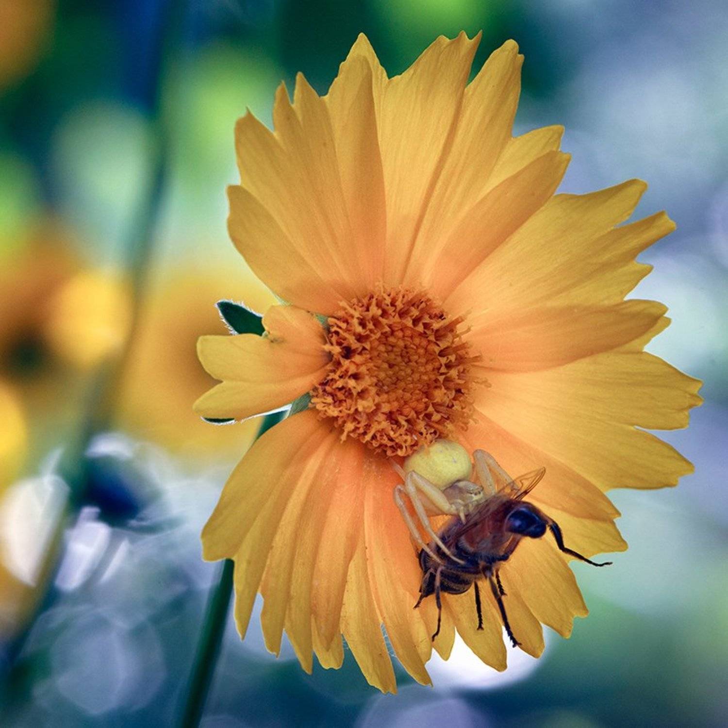 , Петр Антонович