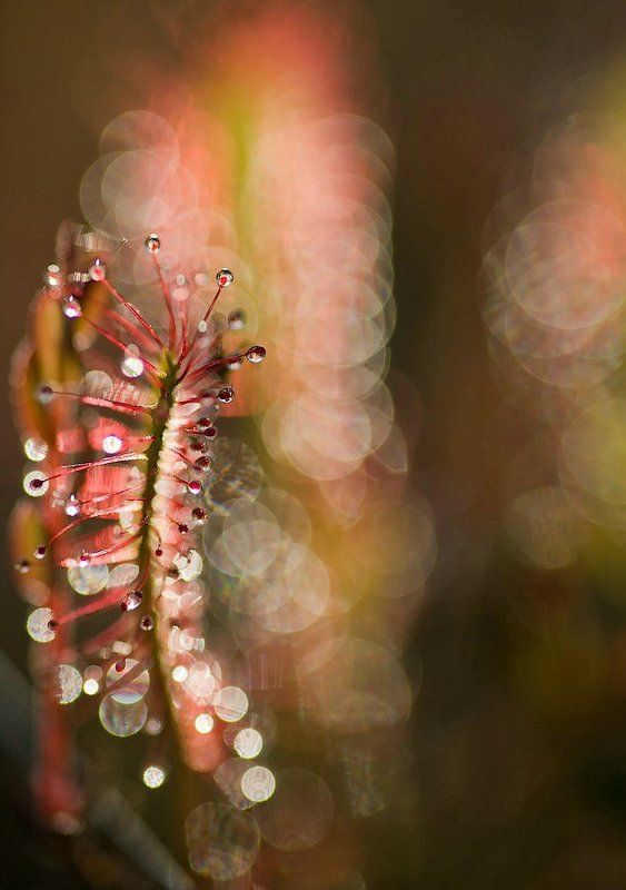 росянка, растения, карелия, природа, лес, макро, капли, хищник, россия, sundew, plant, macro, nature, forest, karelia, drops, predator, russia Комариная смерть фото превью