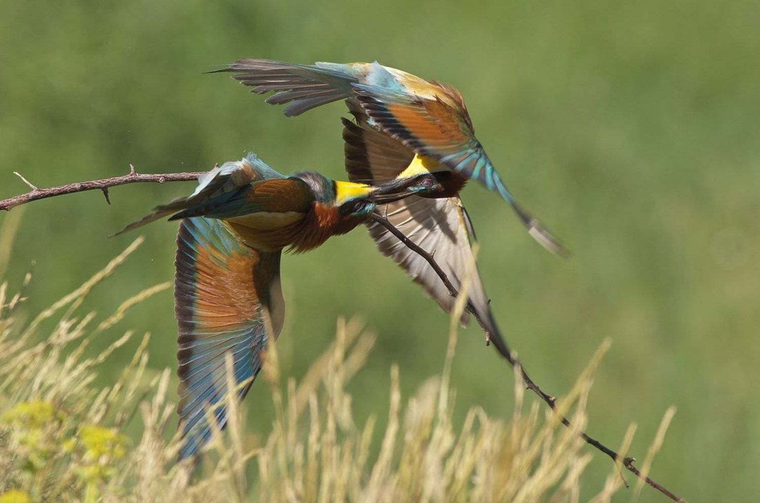 пчелояд,щурка,merops apiaster,european bee-eater, Евгени Стефанов
