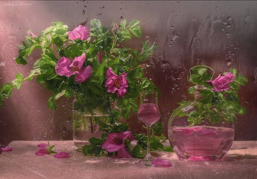 , Светлана Л.