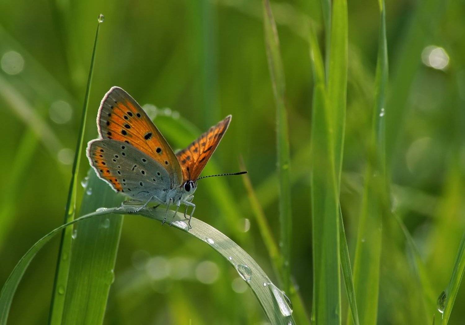 , Чепленко Алексей
