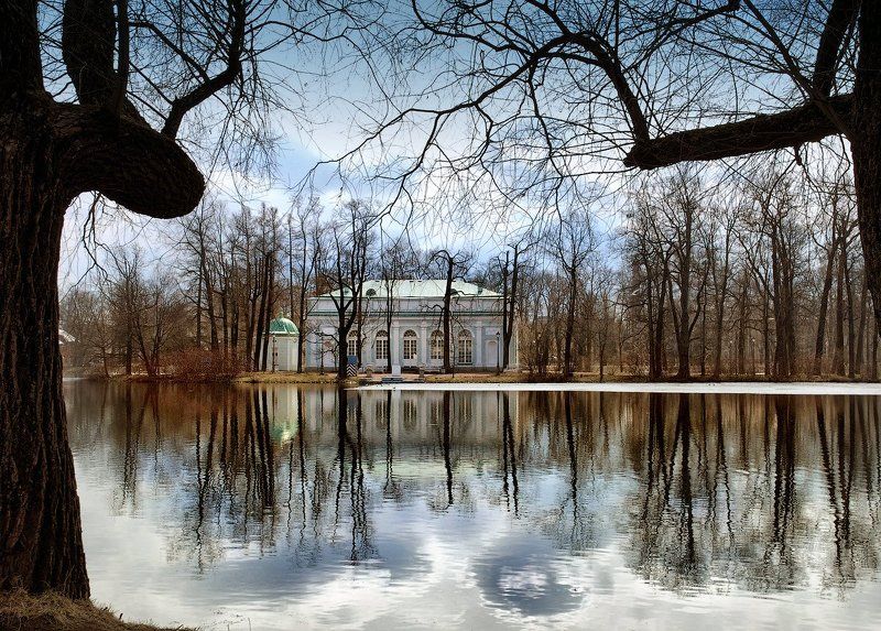 деревья, отражение, царское село Про деревья фото превью