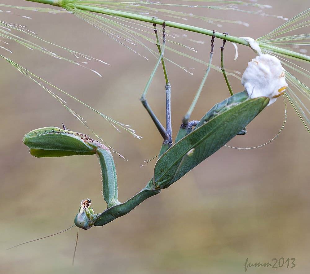 , Игорь ФУММ