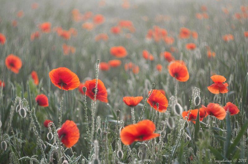 Сон Морфея фото превью