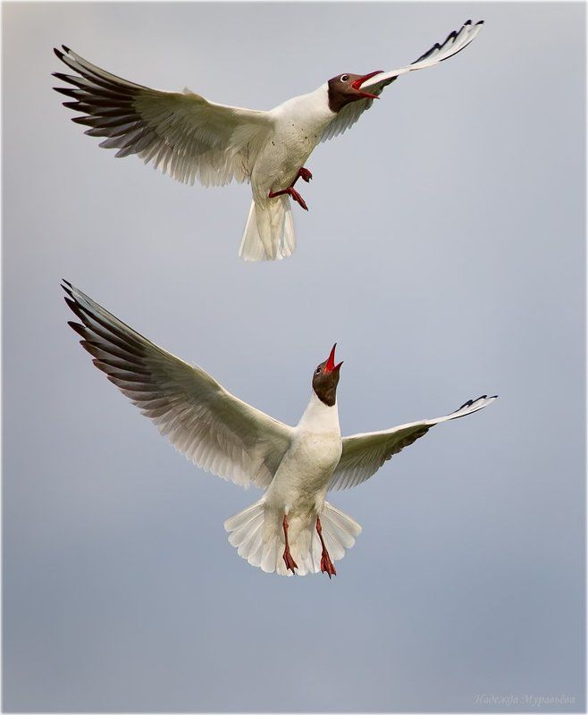 озёрная, чайка, larus, ridibundus Добрососедские отношения фото превью