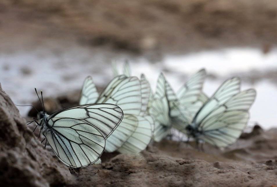 , Иваненко Светлана