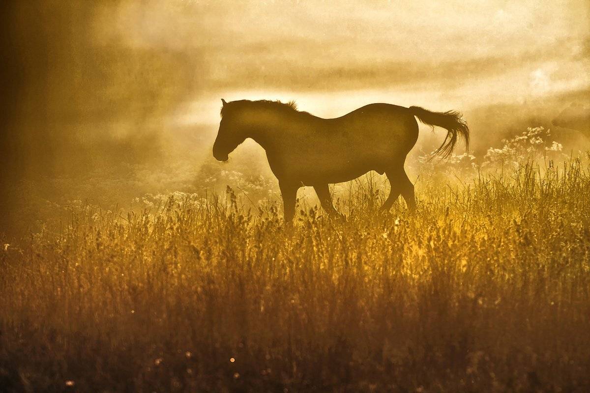 , Rimantas Bikulcius