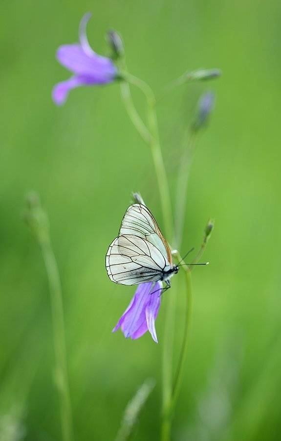 , Сергей Таланов