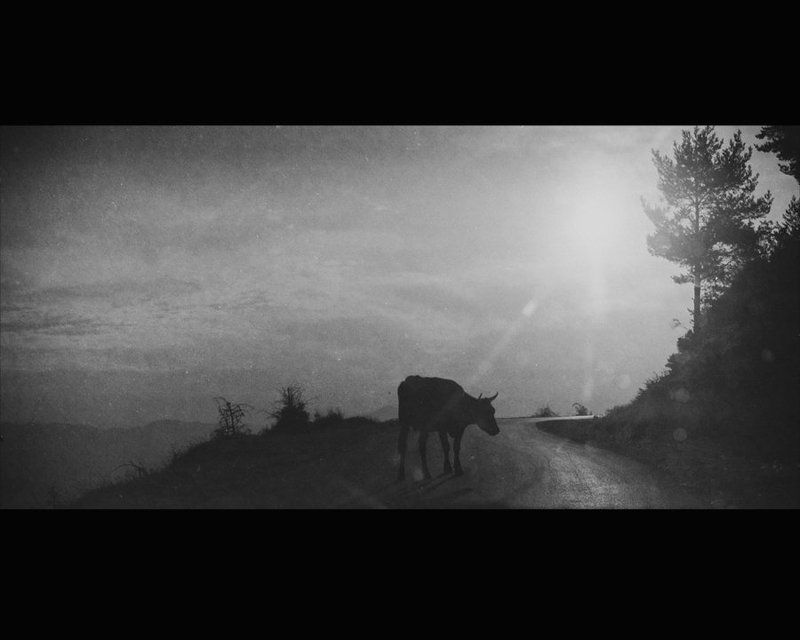 The Golden Calf фото превью