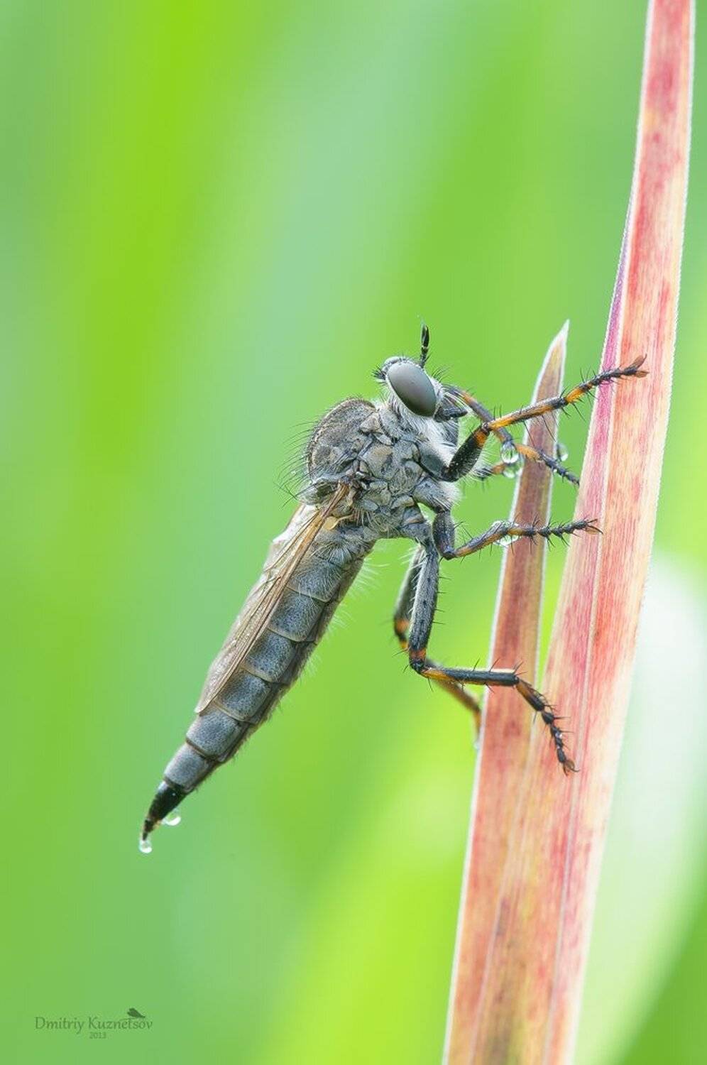 , Кузнецов Дмитрий