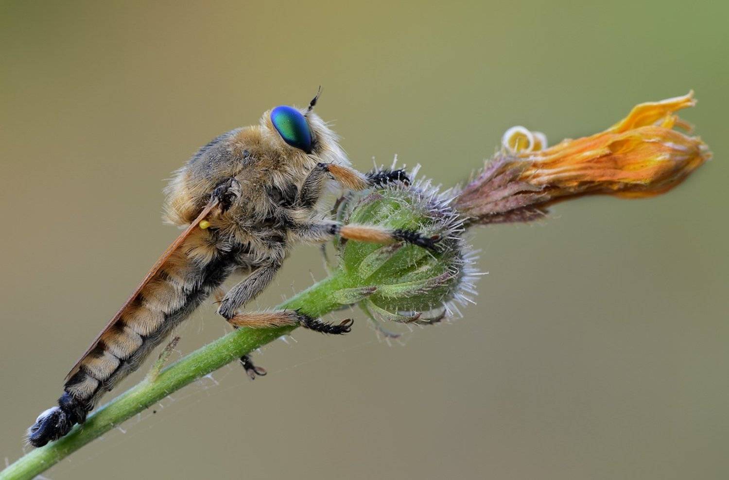 , Наум Пятов