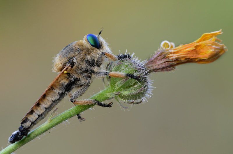 Охотник фото превью