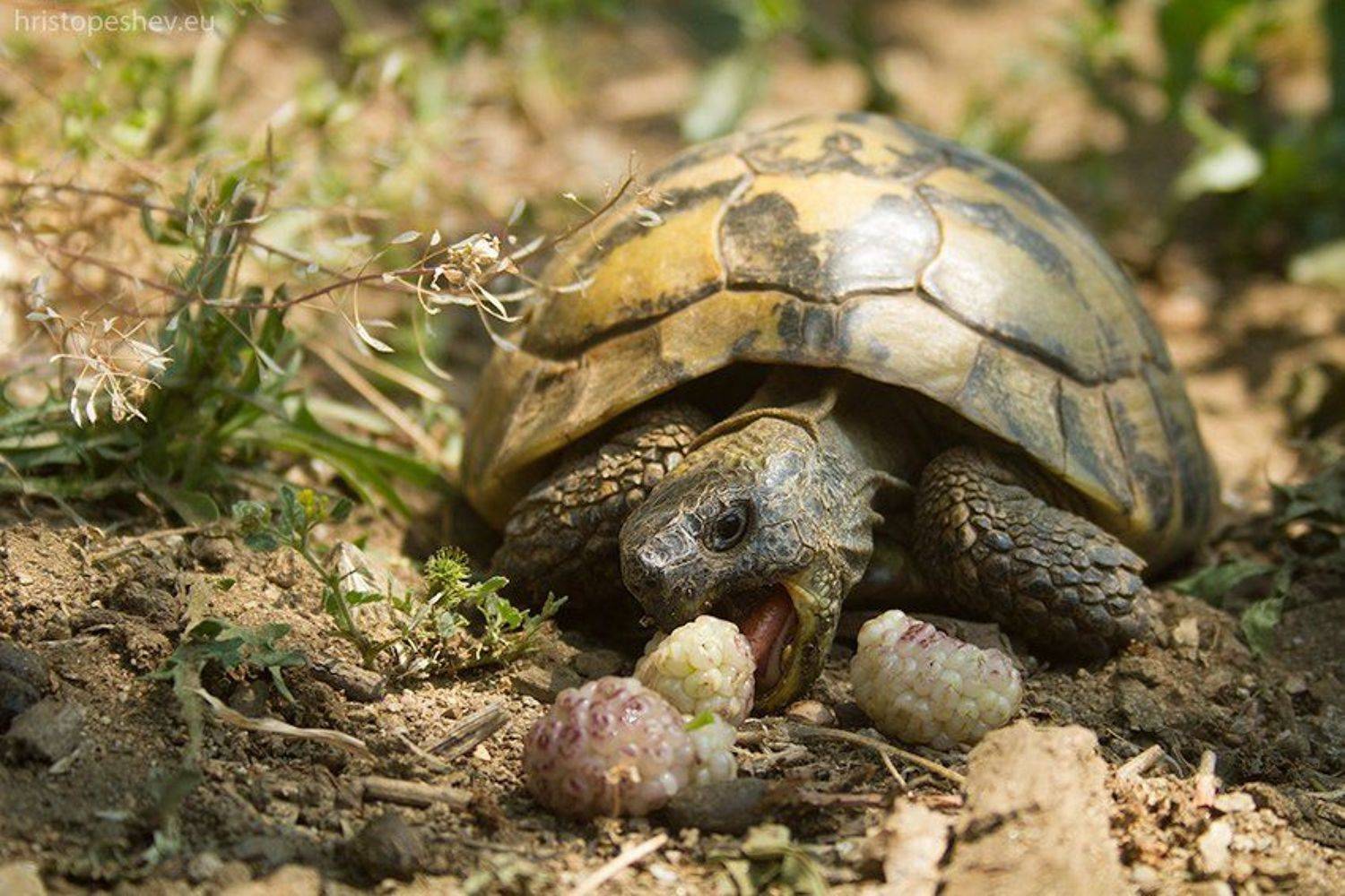 , Христо Пешев