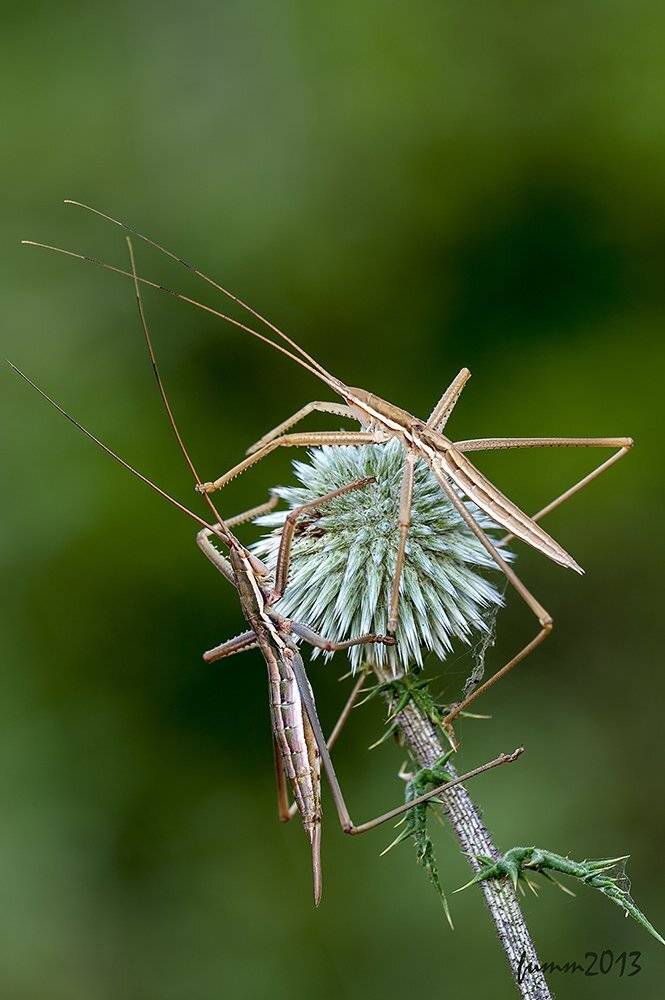 , Игорь ФУММ