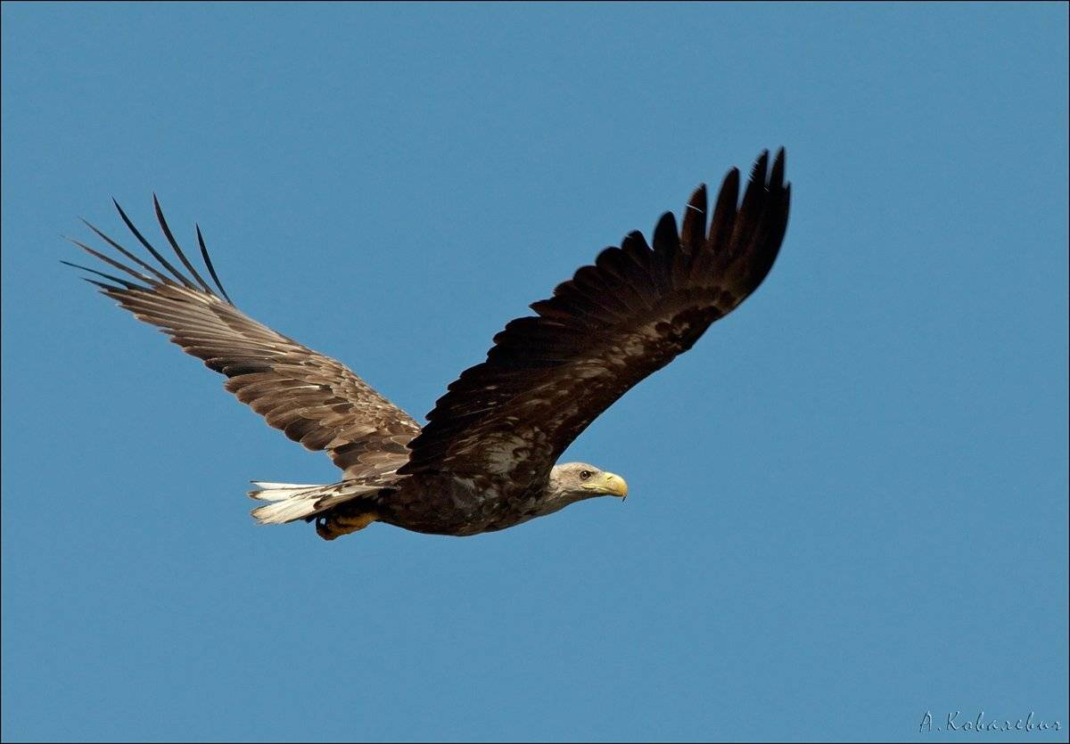 , Ковалевич А.