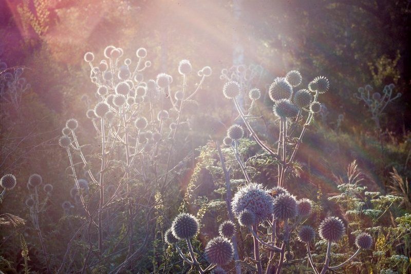 Aa фото превью