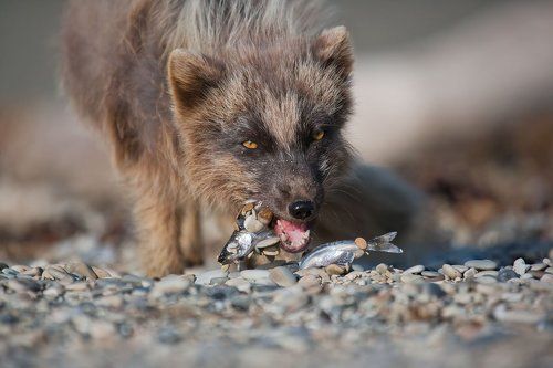 Праздник первой мойвы